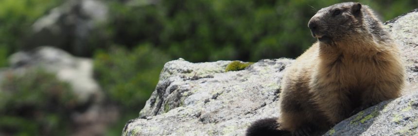 rencontre avec animaux