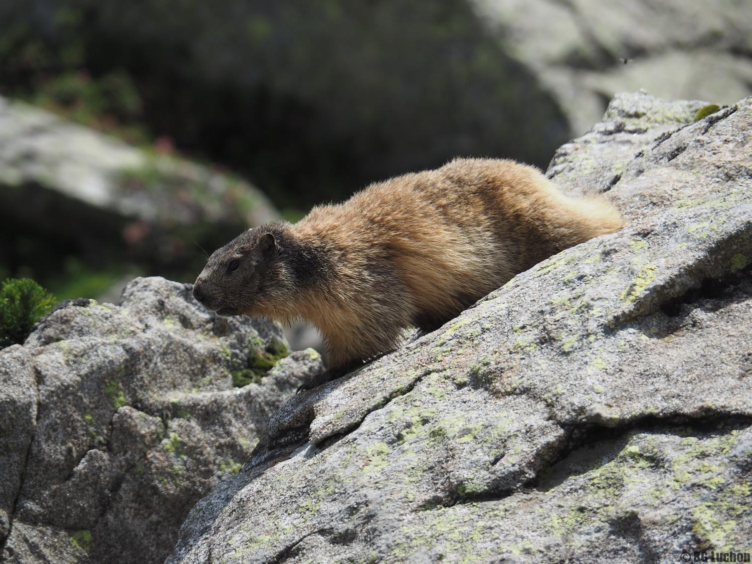 rencontre ours pyrénées