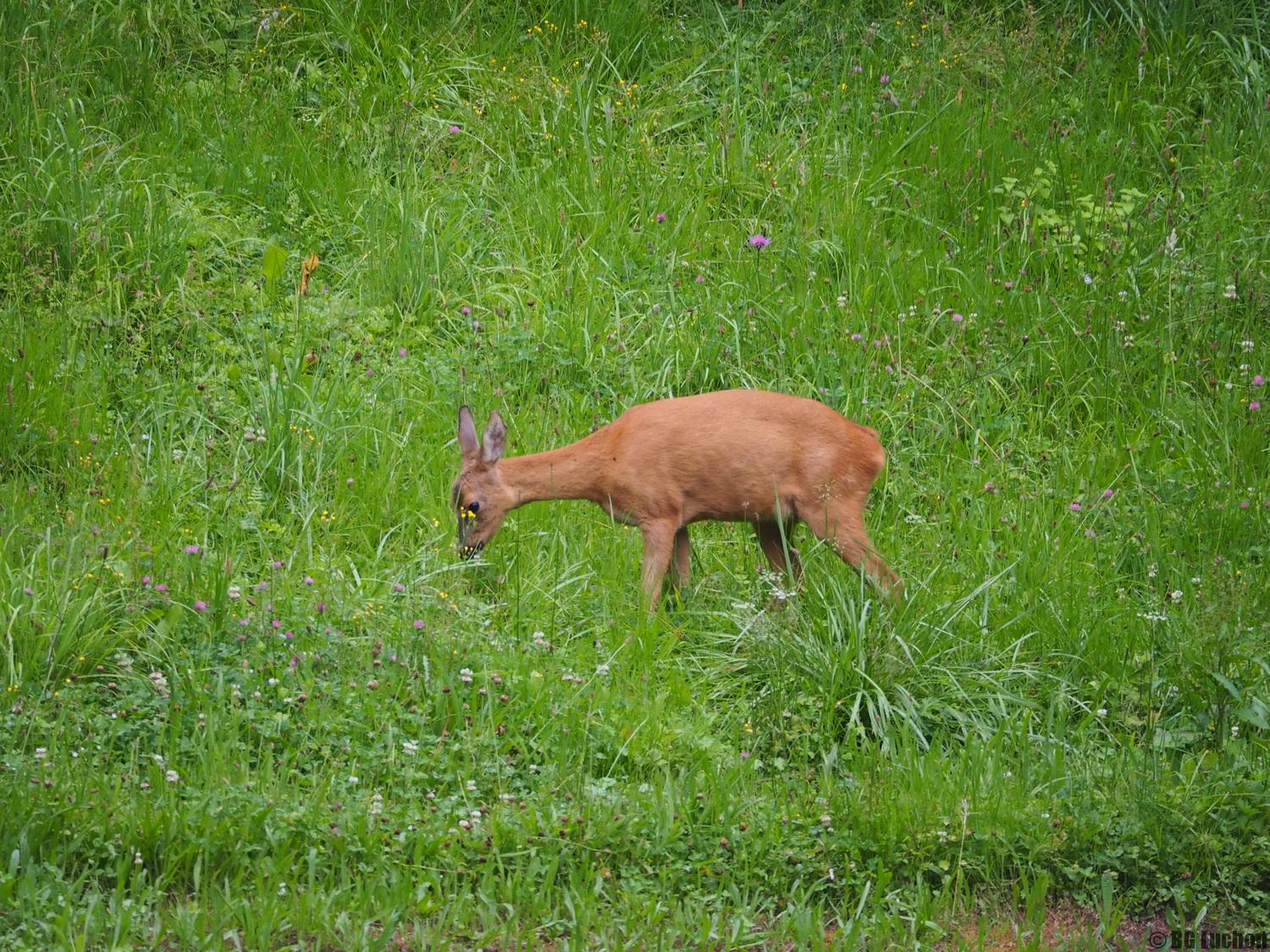 rencontres luchon