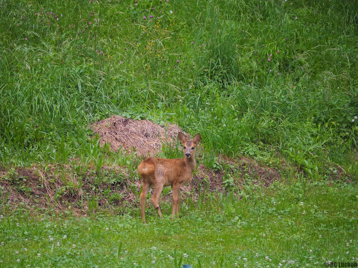 site de rencontre avec animaux