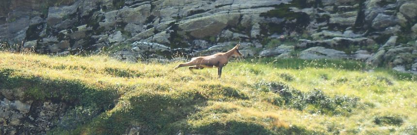 rencontre avec animaux