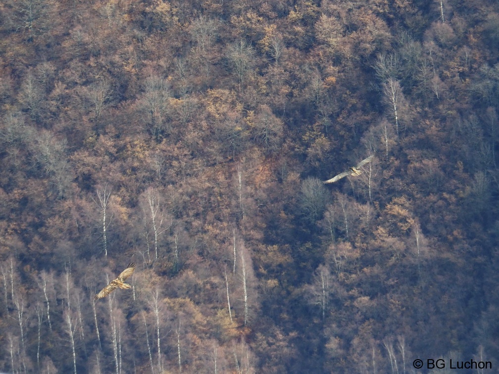 1801 BG Cabane du Bosc 01